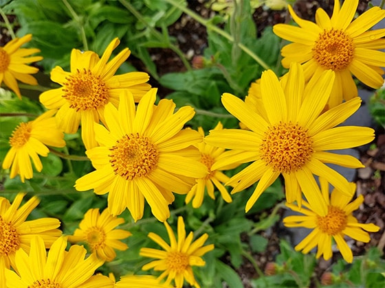 Arnica: The Pain Relief Superstar