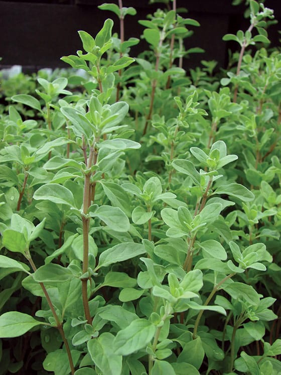 Say Goodbye to Sore Muscles with the Benefits of Marjoram